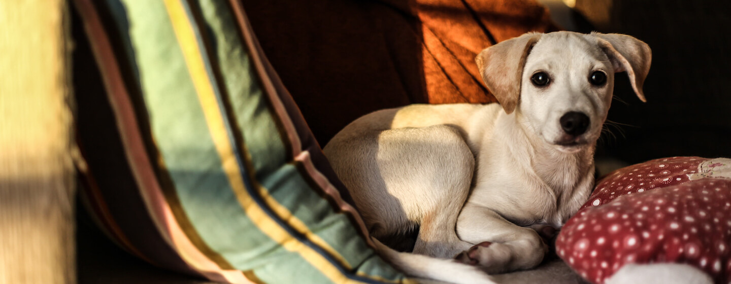 Scared Dog On A Couch - Hero